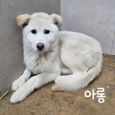 아롱이네 이미지