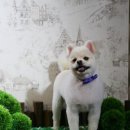 바오펫살롱 이미지