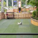 나무애견유치원 이미지