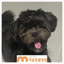 마음을 읽어주는 마음동물병원 네이버블로그