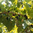 예당농장 이미지