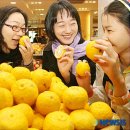 유자 이미지