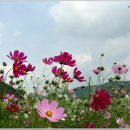 메밀꽃 - 용인시 기흥구 | 메밀꽃