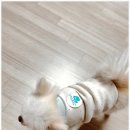 조이풀독 이미지