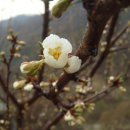 사니조아 이미지