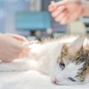 예 동물병원 이미지