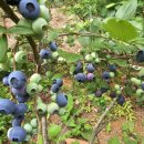 신한농장 이미지