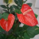 황금나무공인중개사사무소 이미지