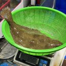 부안 강아지랑 가볼만한 곳 부안상설시장 변산수산 회포장