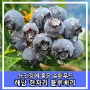 눈 건강에 좋은 슈퍼푸드 해남 한자리 블루베리 농장 블루베리 구매 후기와 블루베리 효능과 부작용