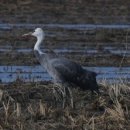 두루미202 이미지