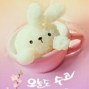 달님 Daum카페