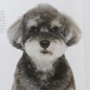 강아지 정거장 이미지