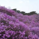 황홀한 진분홍빛 꽃길을 걷다, 강화 고려산 진달래 군락지 이미지
