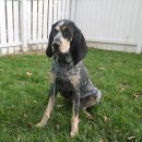 강아지 나라 이미지