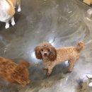 지지밍고 이미지