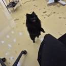 허니도그 이미지