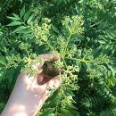 여름꽃농장 이미지