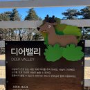 강원사슴목장 | 고성 켄싱턴리조트설악밸리 디어밸리 아이와 함께 동물먹이주기 체험가능한 사슴목장 양떼목장