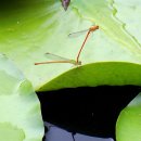 봉무농장 이미지