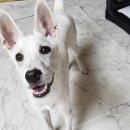 쿠이다르 이미지