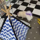 댕댕이와 냥냥이 울산장현점 이미지