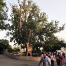 삭개오와뽕나무 이미지