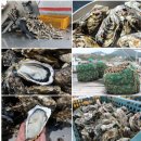 송탄수산도소매센타 | 이번 주 놓치면 후회! 킹크랩 시세 파괴 &amp; 러시아대게 특가 대공개 (1/15~1/17 도착보장)