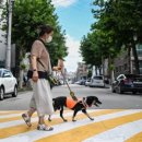 Puppy's Dream 이미지