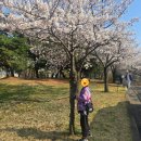 백양공원(농구장 옆) | 인천 벚꽃 명소 신석체육공원 피크닉 가능한 숨은 명소