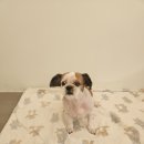 아름애견 이미지