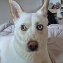 울 강쥐 업적 대공개 이미지