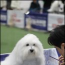 유어펫 라운지 강아지분양 이미지