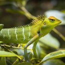 카멜레온 이미지