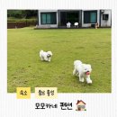 동동 애견 미용 | 충남 홍성 신상애견 독채 모모카네펜션, 700평 마당과 히노끼탕, 할인정보까지