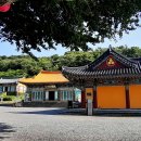 관음사의 왕벚나무자생지 이미지