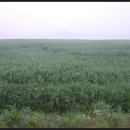 신성리 경로당 이미지