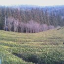 보성핸드폰 이미지