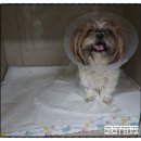 미드미 동물의료센터 이미지