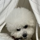 하프잇댕 이미지