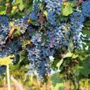 포도나무 이미지