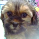 인헌초등학교 앞 이미지