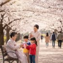논개골 낭만 벚꽃축제 | 2026년 실패 없는 전국 서울 벚꽃 개화시기 명소까지 축제 총정리