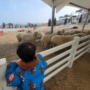 근용목장 | 증평 벨포레 목장 양몰이공연 후기(대전/세종/청주 근교 아이와 야외 나들이가볼만한 곳,할인/주차혜택)