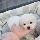 도그마루 강아지고양이 대전점 이미지