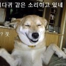 개뼈다구 이미지