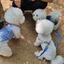 리옹동물병원 이미지