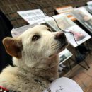 춘자 카카오 검색결과