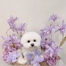 마이리틀멍 이미지