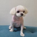 남현댕 애견미용 이미지